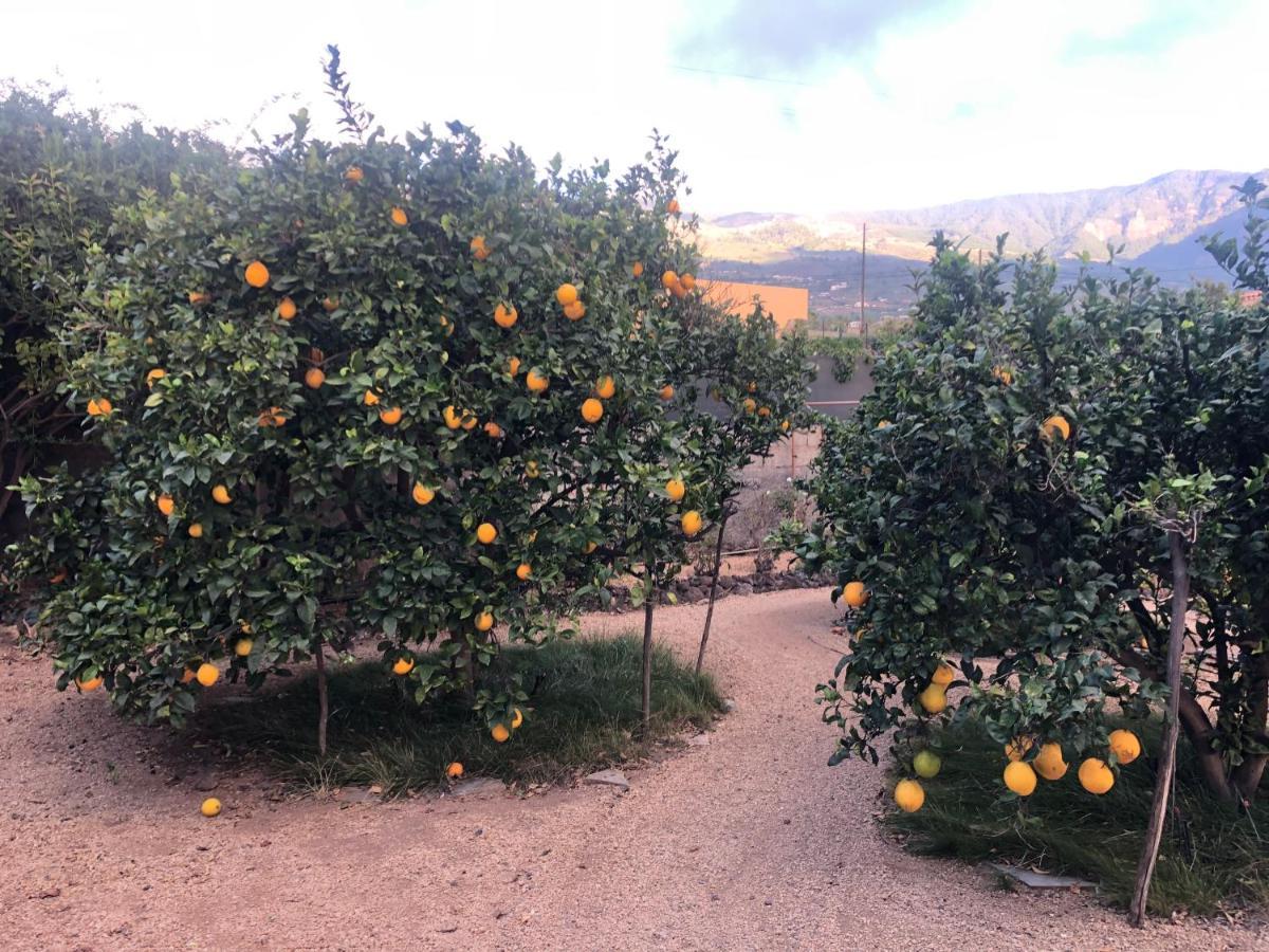 Afrikan Krisant Tenerife, Casa Rural Ecologica Arafo Esterno foto
