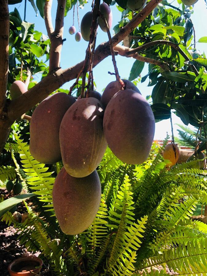 Afrikan Krisant Tenerife, Casa Rural Ecologica Arafo Esterno foto