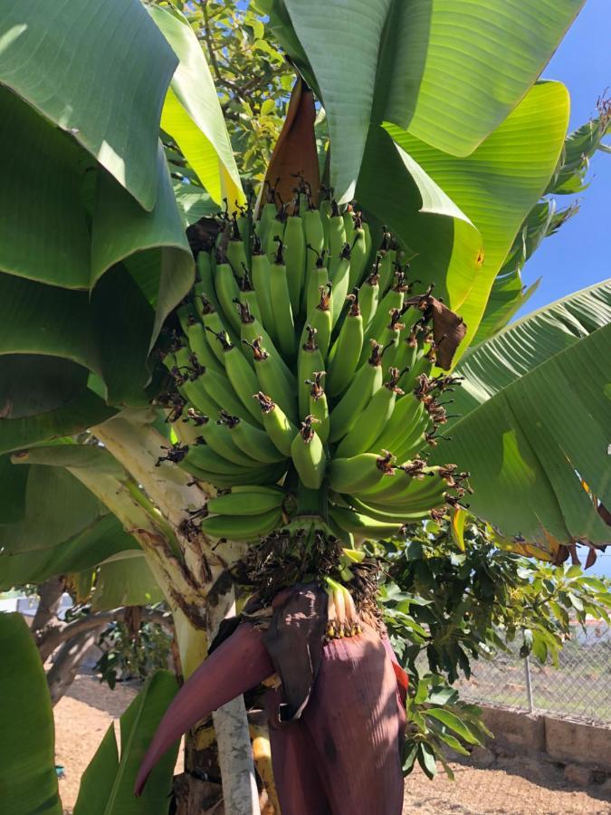 Afrikan Krisant Tenerife, Casa Rural Ecologica Arafo Esterno foto
