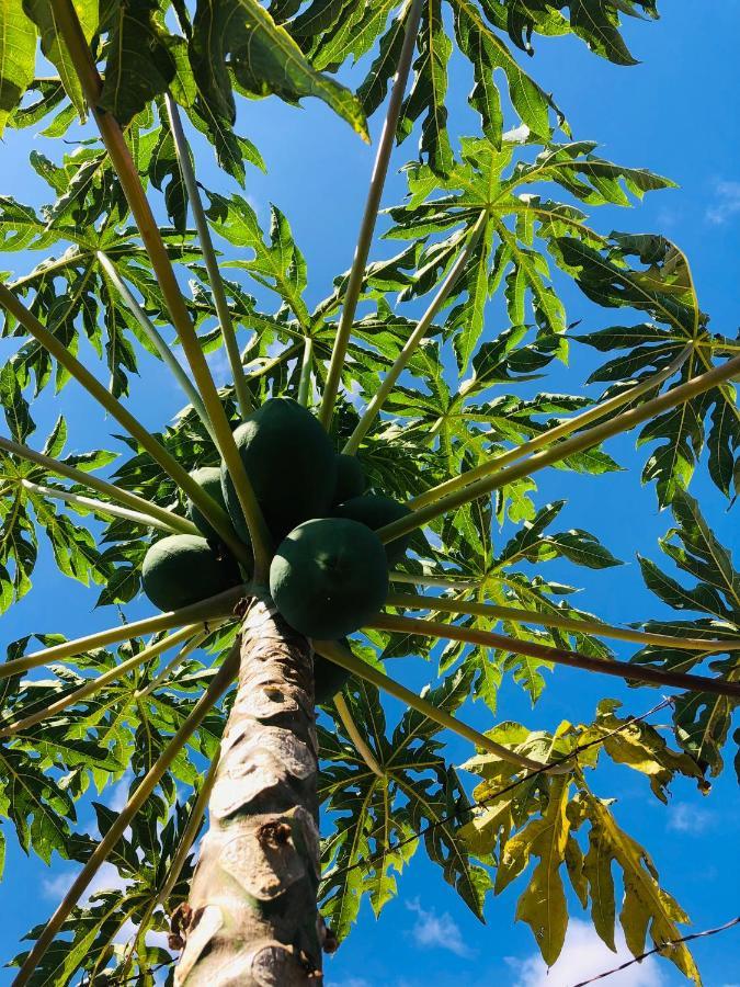 Afrikan Krisant Tenerife, Casa Rural Ecologica Arafo Esterno foto