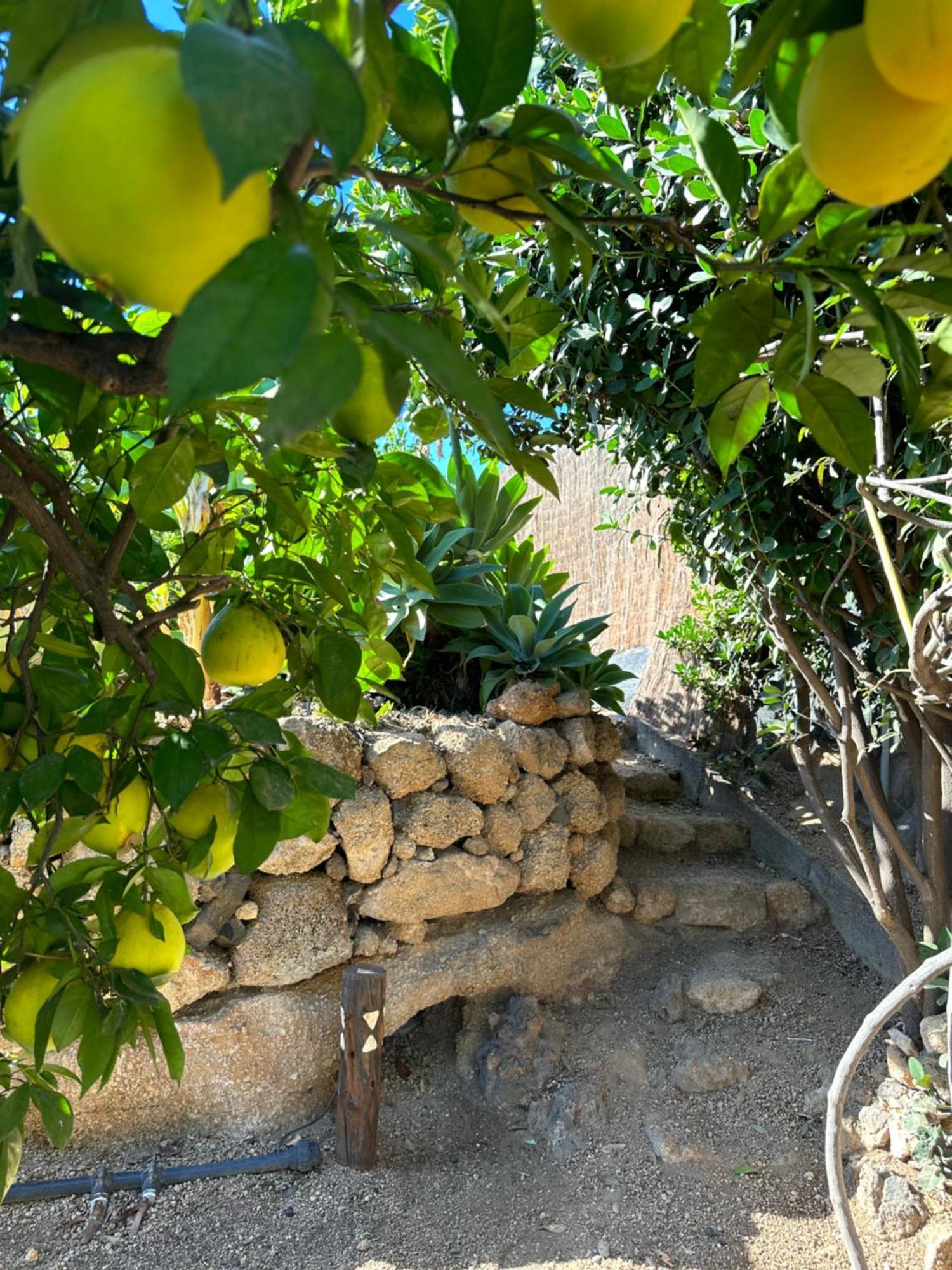 Afrikan Krisant Tenerife, Casa Rural Ecologica Arafo Esterno foto