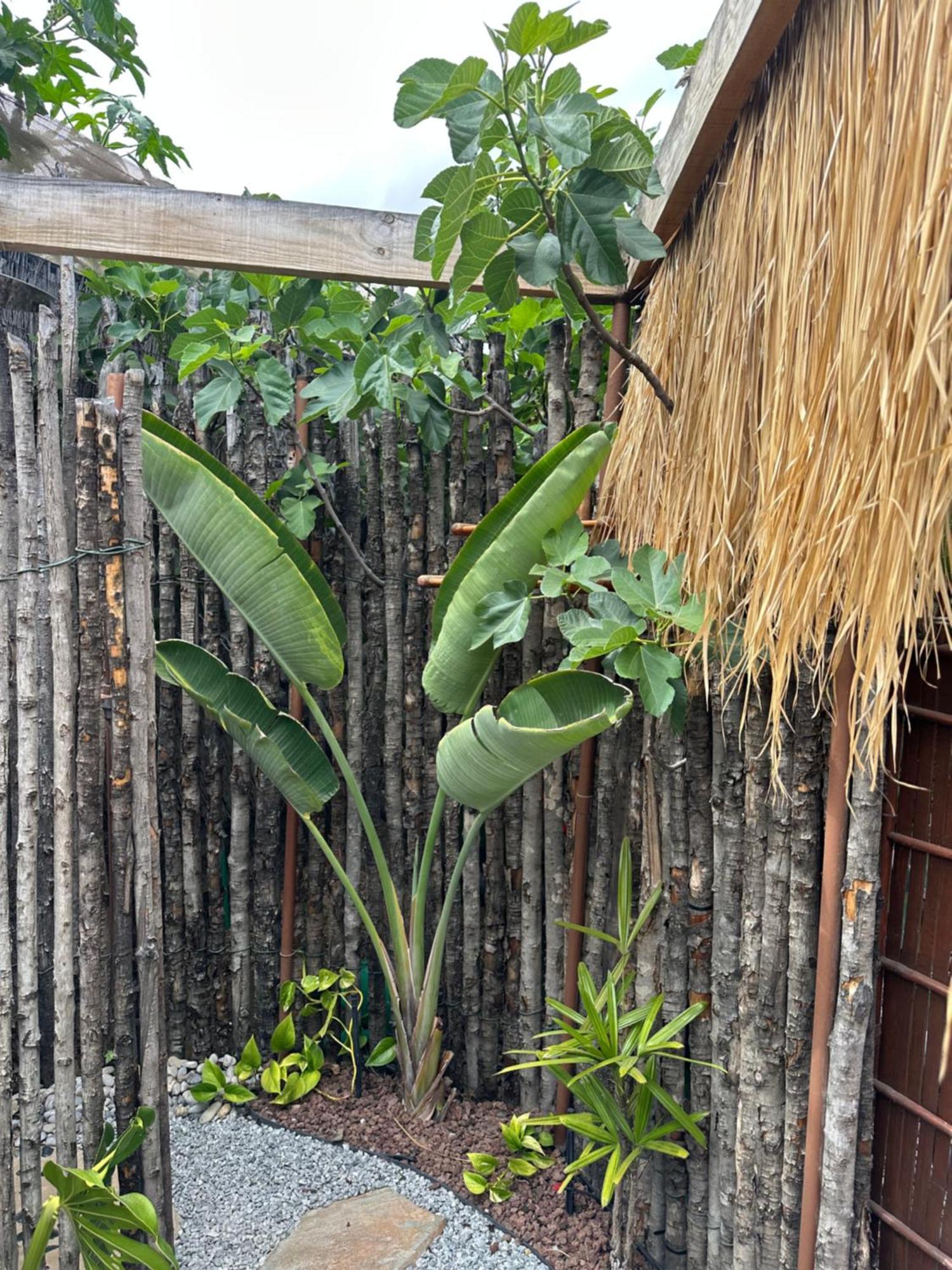 Afrikan Krisant Tenerife, Casa Rural Ecologica Arafo Esterno foto
